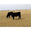 Image 4 : Kitsim Cattle - 980# Steers - 121 Head (Rainier, AB)
