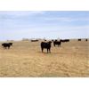Image 5 : Kitsim Cattle - 980# Steers - 121 Head (Rainier, AB)