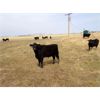 Image 6 : Kitsim Cattle - 980# Steers - 121 Head (Rainier, AB)