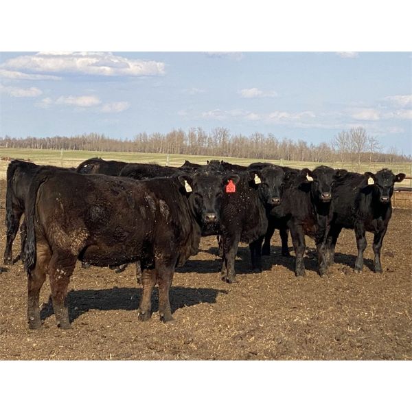 Woodwind Ranch - 785# Heifers - 150 Head (Camrose, AB)