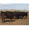 Image 1 : Woodwind Ranch - 785# Heifers - 150 Head (Camrose, AB)