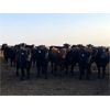 Image 3 : Woodwind Ranch - 785# Heifers - 150 Head (Camrose, AB)