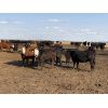 Image 6 : Woodwind Ranch - 785# Heifers - 150 Head (Camrose, AB)