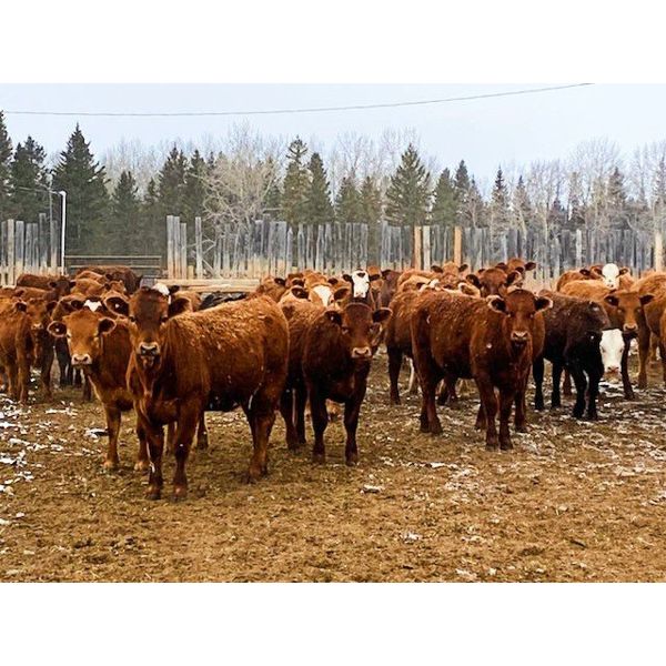 CL Ranches Ltd. - 775# Heifers - 60 Head (Cochrane, AB)