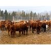 Image 1 : CL Ranches Ltd. - 775# Heifers - 60 Head (Cochrane, AB)