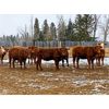 Image 2 : CL Ranches Ltd. - 775# Heifers - 60 Head (Cochrane, AB)