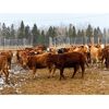 Image 3 : CL Ranches Ltd. - 775# Heifers - 60 Head (Cochrane, AB)