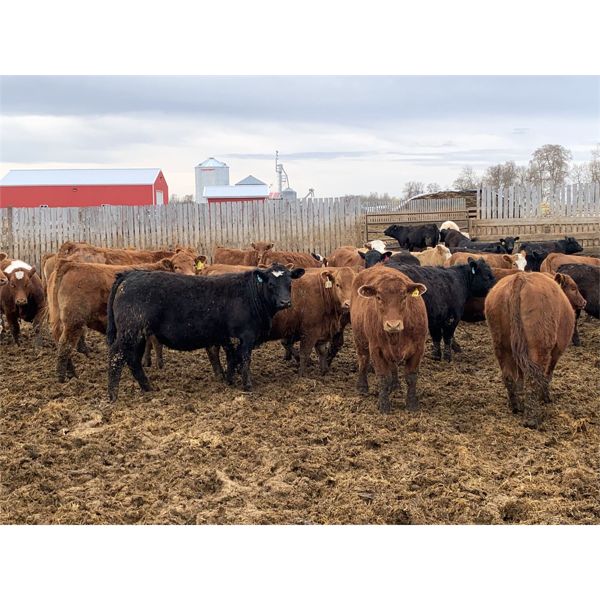 Rice Farms - 910# Heifers - 65 Head (Lacombe, AB)