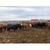Image 3 : Rice Farms - 910# Heifers - 65 Head (Lacombe, AB)