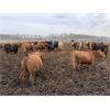 Image 4 : Rice Farms - 910# Heifers - 65 Head (Lacombe, AB)