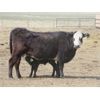 Image 3 : Dave Wagman - 25 Cow/Calf Pairs (Leader, SK)