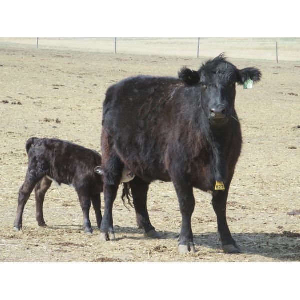 Dave Wagman - 25 Cow/Calf Pairs (Leader, SK)
