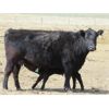 Image 2 : Dave Wagman - 25 Cow/Calf Pairs (Leader, SK)