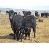 Image 5 : Dave Wagman - 25 Cow/Calf Pairs (Leader, SK)