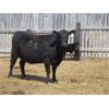 Image 6 : Dave Wagman - 25 Cow/Calf Pairs (Leader, SK)