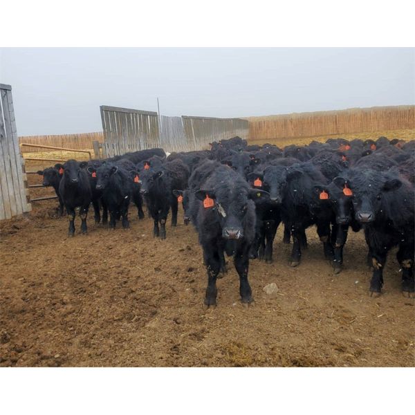 East Hilltop Holdings - 718# Steers - 60 Head (Carstairs, AB)