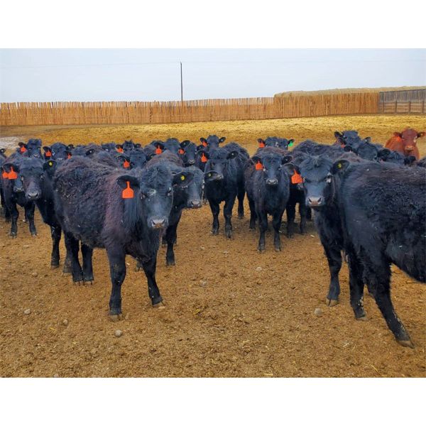 East Hilltop Holdings - 608# Steers - 51 Head (Carstairs, AB)