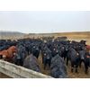 Image 2 : East Hilltop Holdings - 608# Steers - 51 Head (Carstairs, AB)