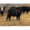 Image 4 : East Hilltop Holdings - 608# Steers - 51 Head (Carstairs, AB)