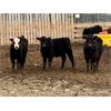 Image 7 : East Hilltop Holdings - 608# Steers - 51 Head (Carstairs, AB)
