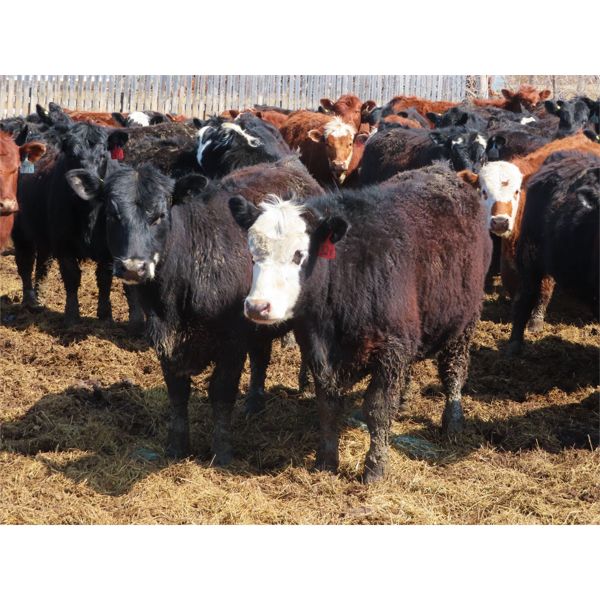 Willowside Ranch - 775# Heifers - 78 Head (Vibank, SK)