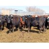 Image 2 : Willowside Ranch - 775# Heifers - 78 Head (Vibank, SK)
