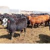 Image 3 : Willowside Ranch - 775# Heifers - 78 Head (Vibank, SK)