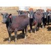 Image 5 : Willowside Ranch - 775# Heifers - 78 Head (Vibank, SK)