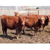 Image 6 : Willowside Ranch - 775# Heifers - 78 Head (Vibank, SK)