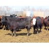 Image 7 : Willowside Ranch - 775# Heifers - 78 Head (Vibank, SK)