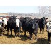 Image 8 : Willowside Ranch - 775# Heifers - 78 Head (Vibank, SK)
