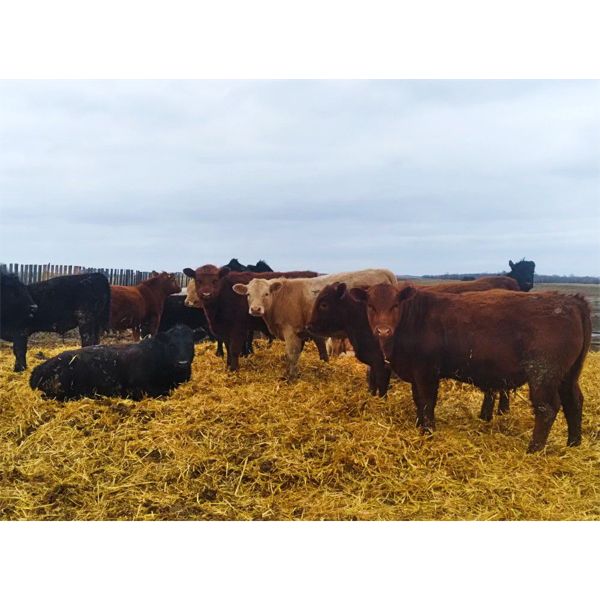 Selte Farms (1985) Ltd. - 875# Steers - 50 Head (Vermilion, AB)