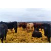 Image 3 : Selte Farms (1985) Ltd. - 875# Steers - 50 Head (Vermilion, AB)
