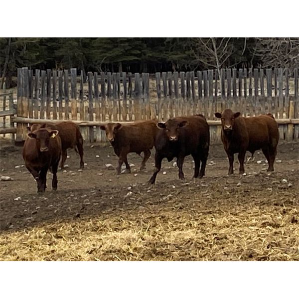 CL Ranches Ltd. - 1050# Virgin Bulls - 20 Head (Cochrane, AB)