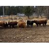 Image 2 : CL Ranches Ltd. - 1050# Virgin Bulls - 20 Head (Cochrane, AB)