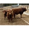 Image 4 : CL Ranches Ltd. - 1050# Virgin Bulls - 20 Head (Cochrane, AB)