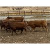 Image 5 : CL Ranches Ltd. - 1050# Virgin Bulls - 20 Head (Cochrane, AB)