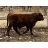 Image 6 : CL Ranches Ltd. - 1050# Virgin Bulls - 20 Head (Cochrane, AB)