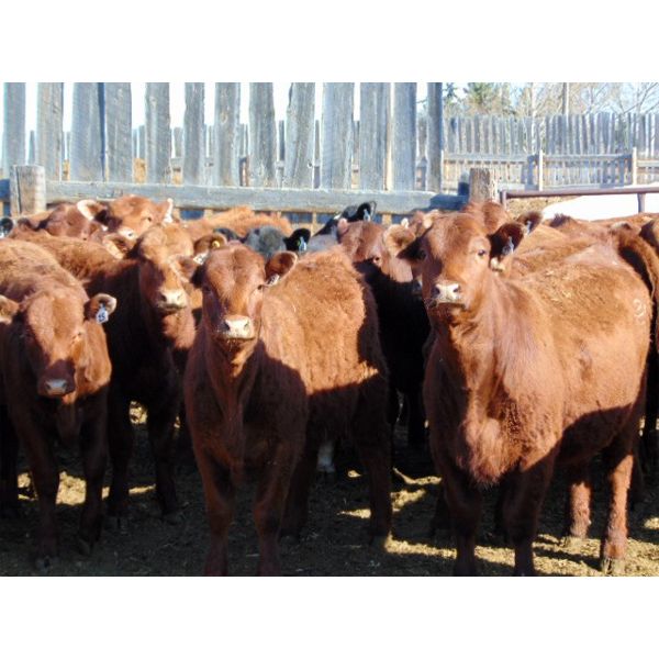 Aaron Bear - 920# Heifers - 50 Head (Duchess, AB)