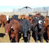 Image 2 : Aaron Bear - 920# Heifers - 50 Head (Duchess, AB)