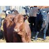 Image 4 : Aaron Bear - 920# Heifers - 50 Head (Duchess, AB)