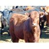 Image 6 : Aaron Bear - 920# Heifers - 50 Head (Duchess, AB)