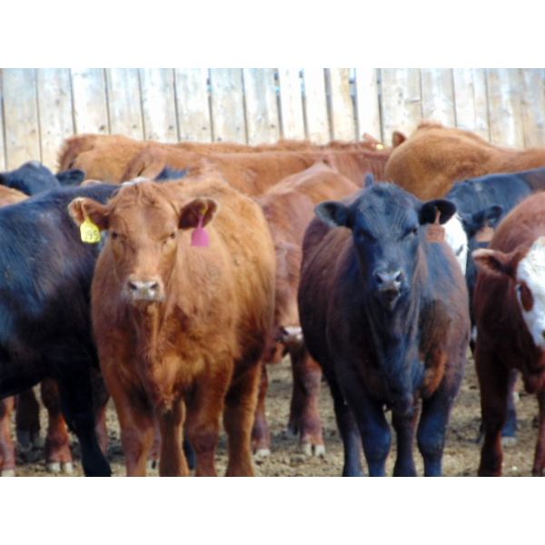 Doerksen Farms - 900# Steers - 100 Head (Gem, AB)