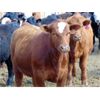Image 2 : Doerksen Farms - 900# Steers - 100 Head (Gem, AB)