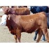 Image 3 : Doerksen Farms - 900# Steers - 100 Head (Gem, AB)