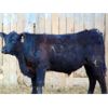 Image 4 : Doerksen Farms - 900# Steers - 100 Head (Gem, AB)