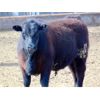 Image 7 : Doerksen Farms - 900# Steers - 100 Head (Gem, AB)