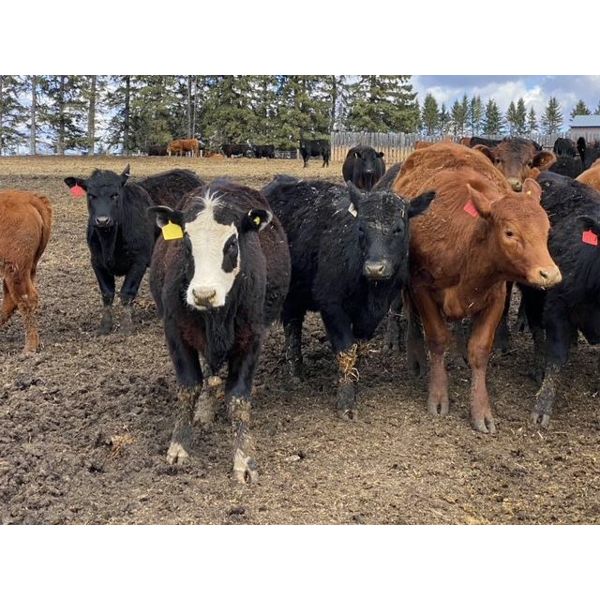Reid Ranching Cremona - 725# Heifers - 85 Head (Cremona, AB)