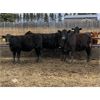 Image 2 : Reid Ranching Cremona - 725# Heifers - 85 Head (Cremona, AB)