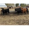 Image 5 : Reid Ranching Cremona - 725# Heifers - 85 Head (Cremona, AB)